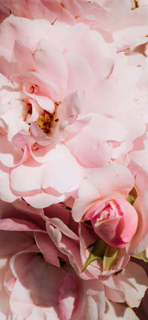 Fondo Floral Rosa Claro Iphone — Floral iPhone Fondos de pantalla