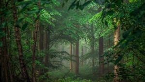 Naturaleza tropical en 8K Ultra HD — Bosque oscuro Fondos de pantalla