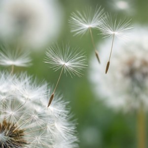Semillas blancas y delicadas de diente de león flotan en una brisa etérea y soñadora. — Estética blanca Fondos de pantalla