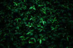 Imágenes de estética verde oscuro — MacBook Pro M4 Fondos de pantalla