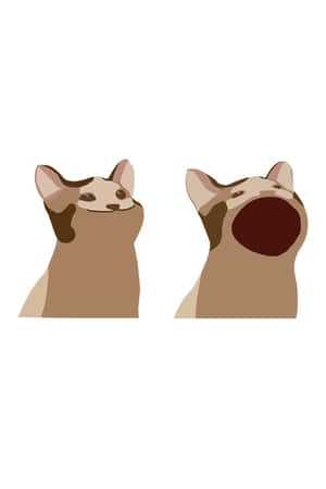 Imágenes de gatos malditos — Meme de gato Fondos de pantalla