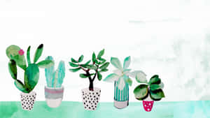 Cactus estético — Estética cottagecore Fondos de pantalla
