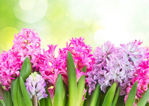 Fondo de pantalla de diferentes tipos de jacintos — Primavera Fondos de pantalla