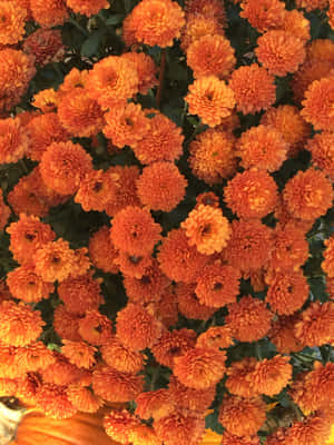 Imágenes de estética naranja — 2048x2732 Fondos de pantalla