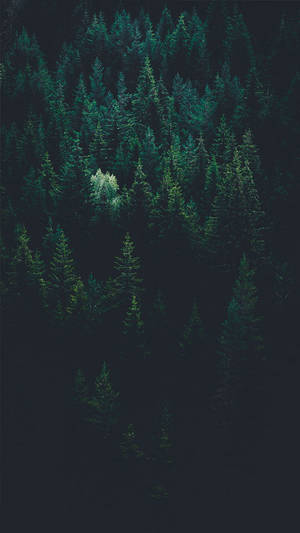 736x1308 Llevando el bosque a ti con 9 fondos de pantalla gratis para iPhone X. Preppy — iPhone X Fondos de pantalla