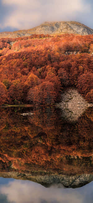 Fondo de otoño para iPhone Xs Max — Realme P4 Fondos de pantalla