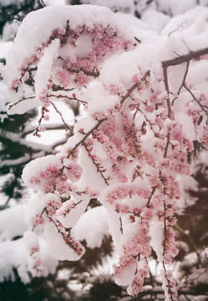 Imágenes estéticas de nieve — Estética de nieve Fondos de pantalla