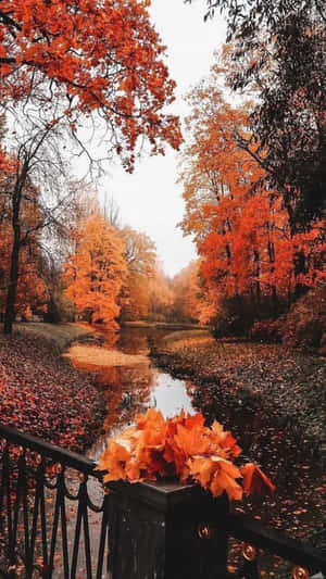 Imágenes estéticas de otoño — Estética otoñal Fondos de pantalla