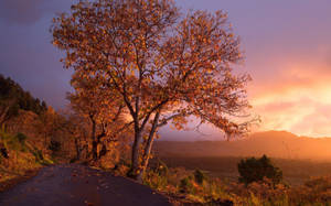 Árboles con follaje rojo al borde de un acantilado durante un atardecer en la temporada de otoño. — Otoño Fondos de pantalla