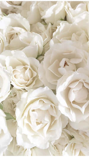 Imágenes estéticas blancas — Blanco aesthetic Fondos de pantalla