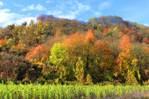 Un bosque lleno de árboles con hojas anaranjadas, verdes o rojas durante la temporada de otoño. — Otoño Fondos de pantalla