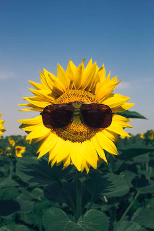 Girasol feliz y relajado usando lentes de sol en un clima soleado.