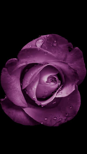 Disfruta la belleza de la naturaleza con el Flower iPhone. — Flor iPhone Fondos de pantalla