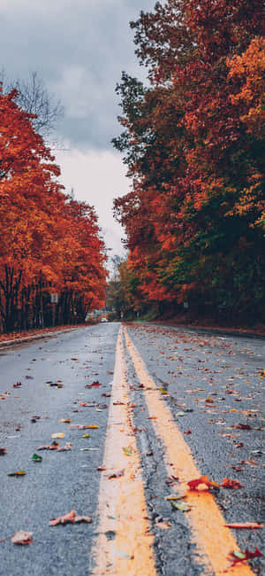 Otoño Perfecto — Realme P4 Fondos de pantalla