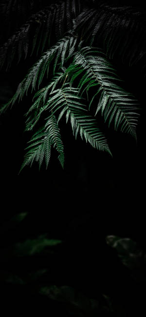 Plant Iphone — Galaxia A27 Fondos de pantalla