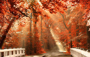 Fondo de otoño de un puente escénico cubierto de árboles rojos.