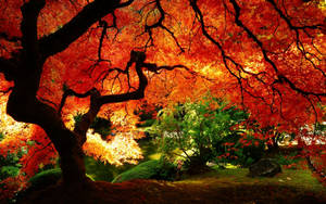 Fondo de pantalla otoñal de un árbol naranja con hermosas ramas.
