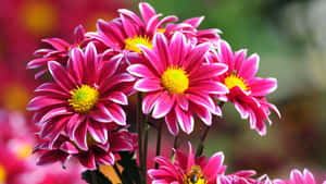 Disfruta la belleza de una flor radiante y vibrante