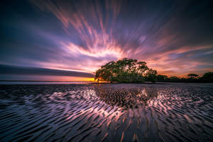 Fondo de pantalla árbol orilla del mar amanecer púrpura