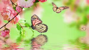 Imágenes de mariposa estética — Mariposa aesthetic Fondos de pantalla