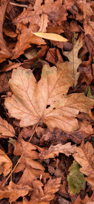 Imágenes de otoño — POCO F9 Ultra Fondos de pantalla