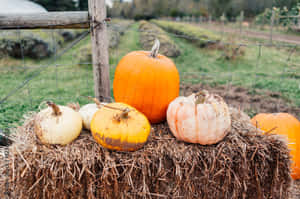 Imágenes estéticas de otoño — Estética otoño Fondos de pantalla