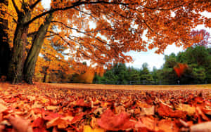 Fondo estético de otoño — Otoño Fondos de pantalla