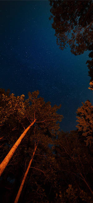 Fondo de pantalla de estrellas en la noche en el bosque para iPhone 11.