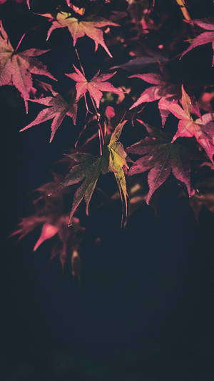 736x1308 Hermoso fondo de pantalla Feliz Otoño para iPhone X — iPhone X Fondos de pantalla