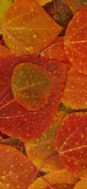 Fondo de Otoño para iPhone Xs Max — Floral iPhone Fondos de pantalla