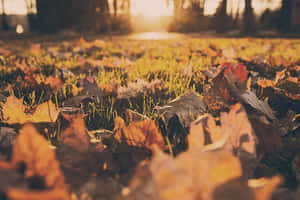 Fondo estético de otoño — MacBook Pro M2 Fondos de pantalla