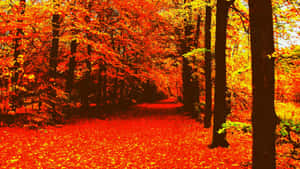Fondo estético de otoño — Estética otoñal Fondos de pantalla