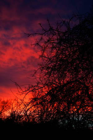 Atardecer rojo anaranjado detrás de las delgadas ramas negras de un árbol.