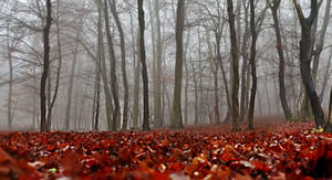 Fondo de pantalla otoñal de hojas rojas, árboles esqueléticos y niebla en el bosque.