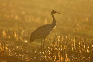 Grúa de pie en un campo durante el atardecer.
