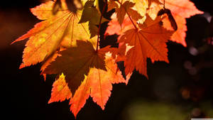 Hojas naranjas y rojas de un árbol de arce con luz solar a través durante la temporada de otoño. — Otoño Fondos de pantalla