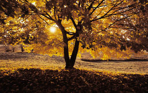 Árbol otoñal con hojas amarillas en un día soleado y brillante durante la temporada de otoño. — Otoño Fondos de pantalla