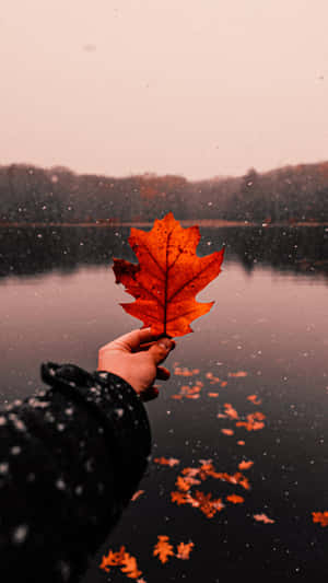 Fondo estético de otoño — Estética otoño Fondos de pantalla