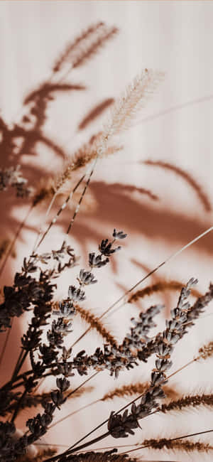 Imágenes de estética beige — Samsung galaxy s22 Fondos de pantalla