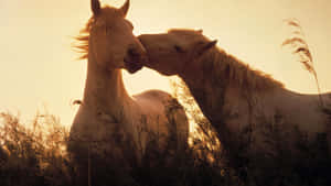 Fotos de caballos lindos — Caballo lindo Fondos de pantalla