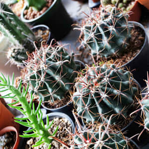 Fotos de cactus — iPad Pro 11 Fondos de pantalla