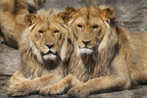 Pareja de leones depredadores sentados lado a lado sobre una piedra mostrando su mirada feroz y su melena.