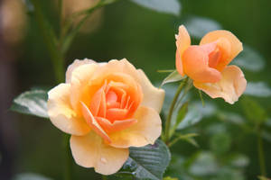Foto de stock gratuita de flor de rosa naranja en flor durante el día — Flor de rosa Fondos de pantalla