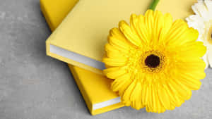 Fondo estético amarillo — Estética de libros Fondos de pantalla