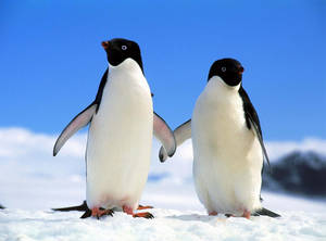 Fondo de pantalla de dos pingüinos tomados de las aletas