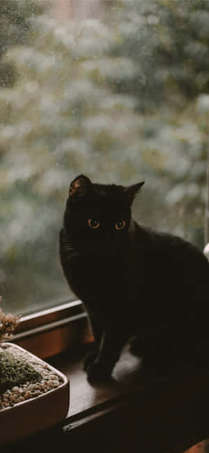Imágenes de gatos de Halloween — Realme 16x Fondos de pantalla