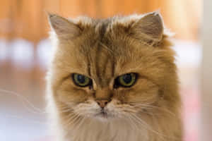 Imágenes de Gato Gruñón — MacBook Air 15 Fondos de pantalla