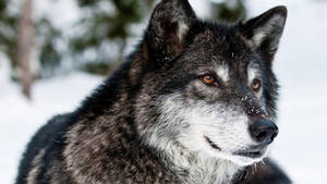 Lobo negro alerta con ojos agudos y nieve blanca en su hocico, de pie al aire libre en la fría temporada invernal.