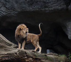 León sonriendo mostrando sus colmillos y dientes caninos mientras está parado sobre un tronco caído frente a su guarida de piedra.