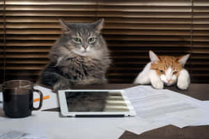 Imágenes del Gato Gruñón — MacBook Air M3 Fondos de pantalla